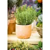 Plantiflor Rosmarin im Topf Durchmesser 14 cm
