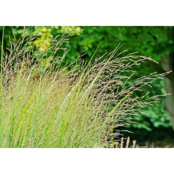 PlantiflorRuten-Hirse Topf- Durchmesser 23 cm