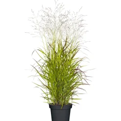 PlantiflorRuten-Hirse Topf- Durchmesser 23 cm