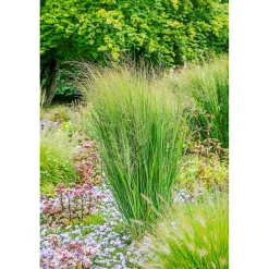 PlantiflorRuten-Hirse Topf- Durchmesser 23 cm