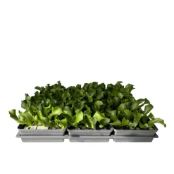 Plantiflor Salatjungpflanze Eissalat 6er-Tray