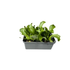 Plantiflor Salatjungpflanze Eissalat 6er-Tray