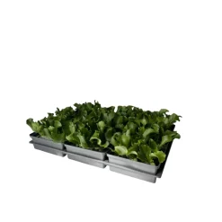 Plantiflor Salatjungpflanze Eissalat 6er-Tray