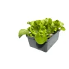 Plantiflor Salatjungpflanze Eichblatt 6er-Tray