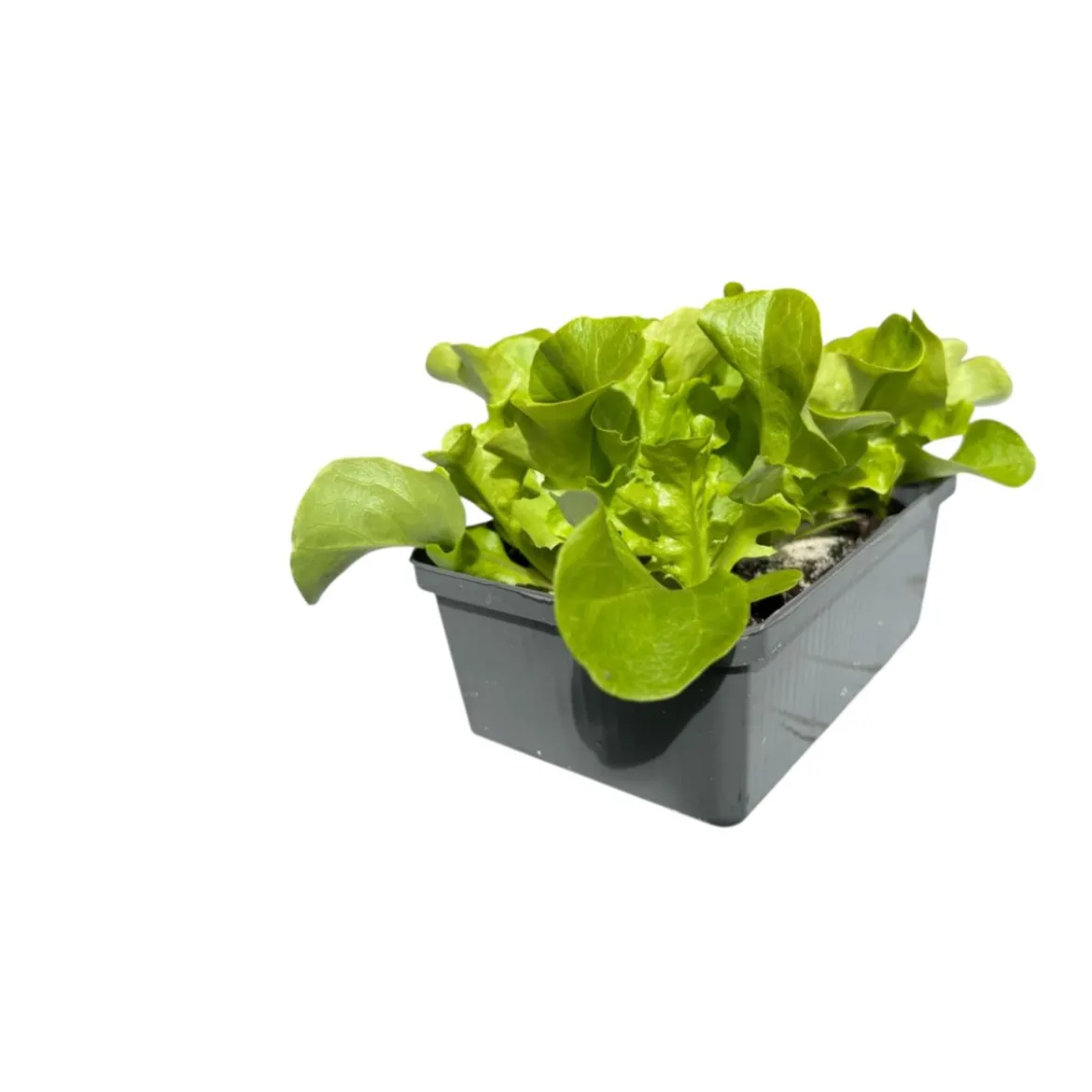 Plantiflor Salatjungpflanze Eichblatt 6er-Tray