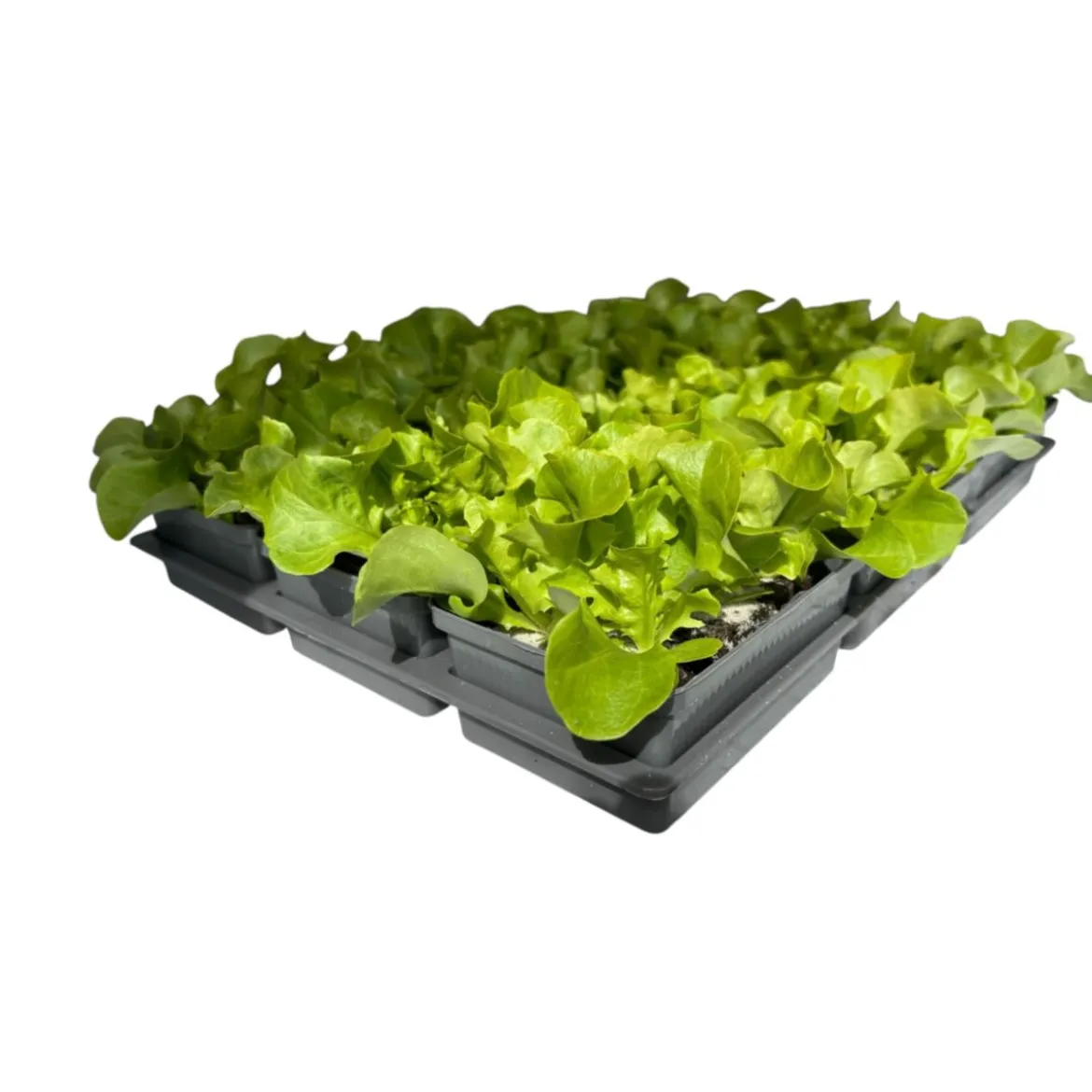 Plantiflor Salatjungpflanze Eichblatt 6er-Tray