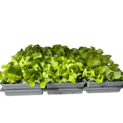 Plantiflor Salatjungpflanze Eichblatt 6er-Tray