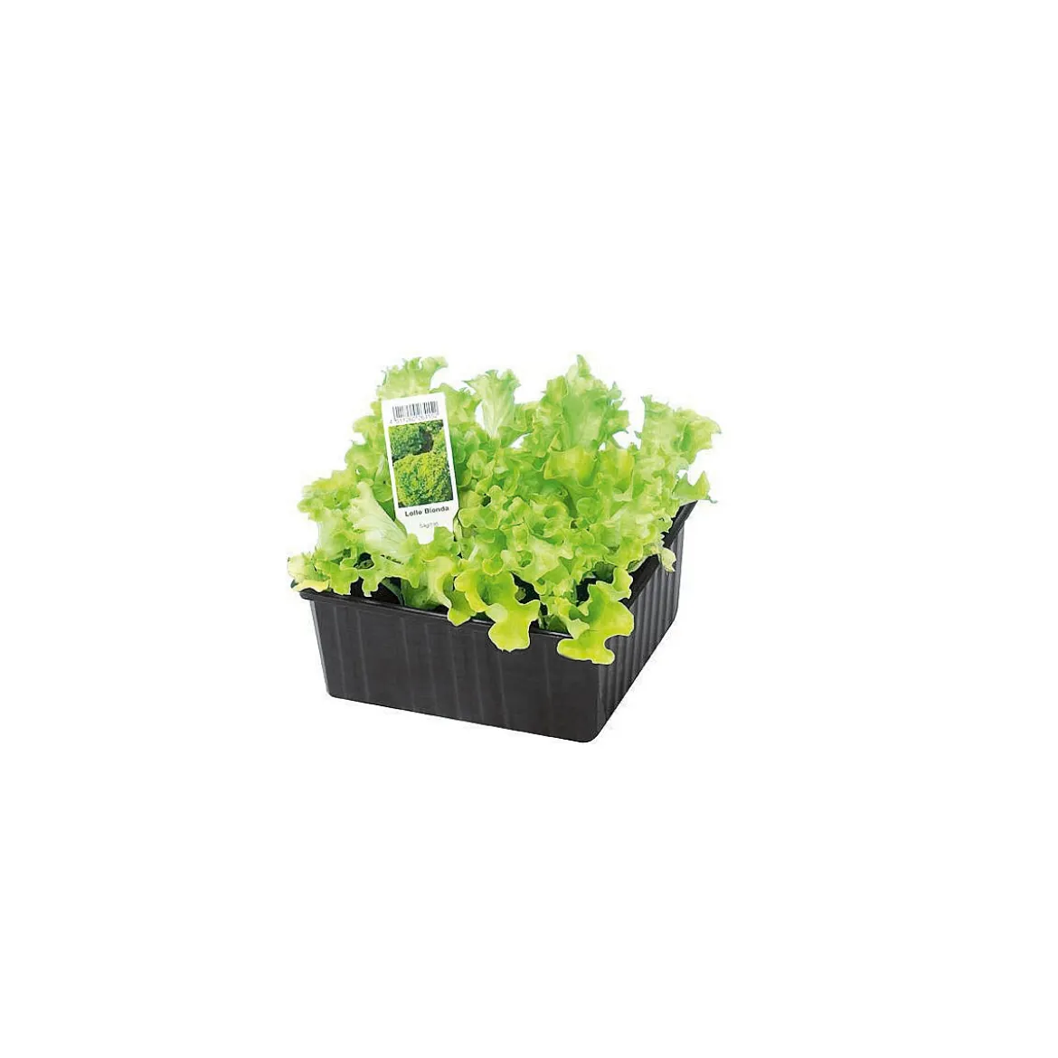 PlantiflorSalatjungpflanze Lollo Bionda 6er-Pack