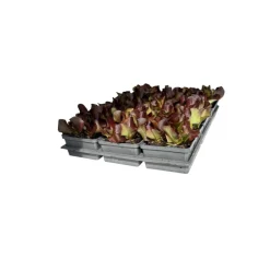 Plantiflor Salatjungpflanze Rotkäppchen 6er-Tray