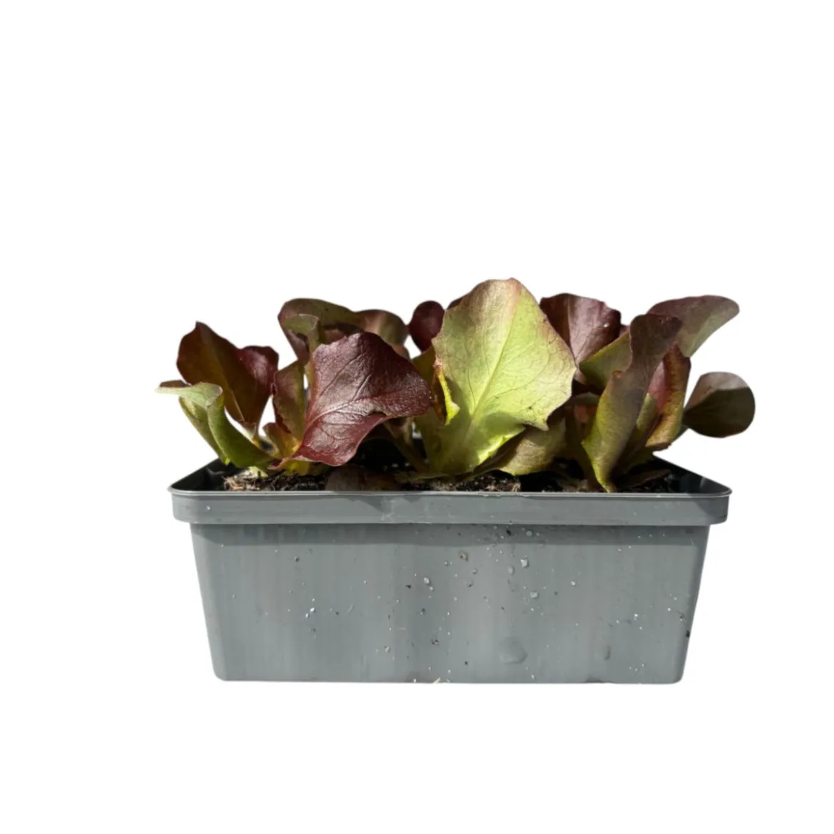 Plantiflor Salatjungpflanze Rotkäppchen 6er-Tray