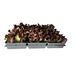 Plantiflor Salatjungpflanze Rotkäppchen 6er-Tray
