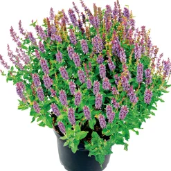 PlantiflorSalbei T14