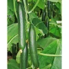 PlantiflorSchlangengurke plastikfrei Topf 12 cm