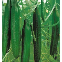 PlantiflorSchlangengurke plastikfrei Topf 12 cm