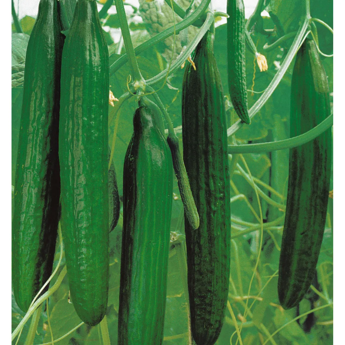 PlantiflorSchlangengurke plastikfrei Topf 12 cm
