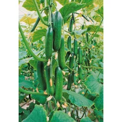 PlantiflorSchlangengurke plastikfrei Topf 12 cm