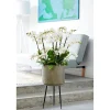 PlantiflorSchmetterlings-Orchidee 3-Trieber Topf Durchmesser 12 cm