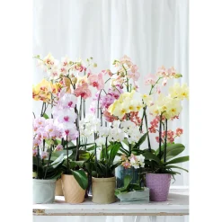 PlantiflorSchmetterlings-Orchidee 3-Trieber Topf Durchmesser 12 cm