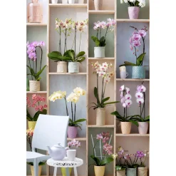 PlantiflorSchmetterlings-Orchidee 3-Trieber Topf Durchmesser 12 cm