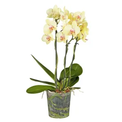 PlantiflorSchmetterlings-Orchidee 3-Trieber Topf Durchmesser 12 cm