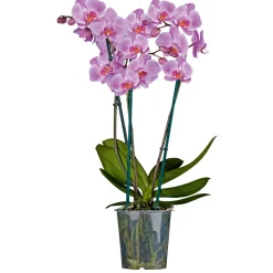 PlantiflorSchmetterlings-Orchidee 3-Trieber Topf Durchmesser 12 cm