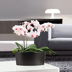 PlantiflorSchmetterlingsorchidee Topf- Durchmesser 9 cm