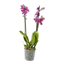 PlantiflorSchmetterlingsorchidee Topf- Durchmesser 9 cm