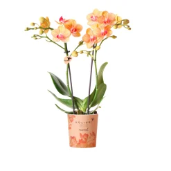 PlantiflorSchmetterlingsorchidee Topf- Durchmesser 9 cm
