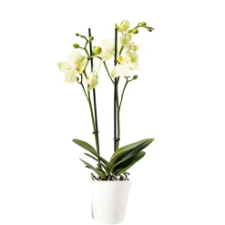 PlantiflorSchmetterlingsorchidee Topf- Durchmesser 9 cm