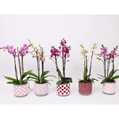 PlantiflorSchmetterlingsorchidee 3-Triebe Topf- Durchmesser 12 cm
