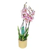 PlantiflorSchmetterlingsorchidee in Keramik Topf- Durchmesser 12 cm