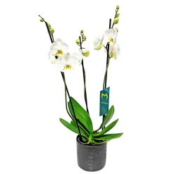 PlantiflorSchmetterlingsorchidee in Keramik Topf- Durchmesser 12 cm