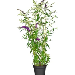 PlantiflorSchmetterlingsstrauch im Topf Durchmesser 19 cm
