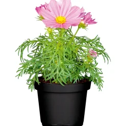 PlantiflorSchmuckkörbchen Topf Durchmesser 13 cm