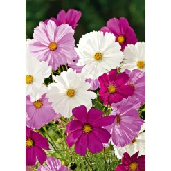 PlantiflorSchmuckkörbchen Topf Durchmesser 13 cm