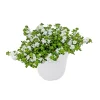 PlantiflorSchneeflockenblume T13