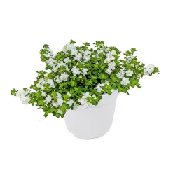 PlantiflorSchneeflockenblume T13