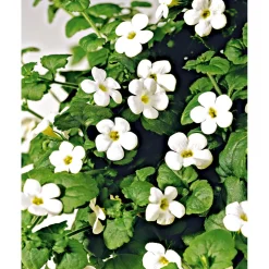 PlantiflorSchneeflockenblume T13