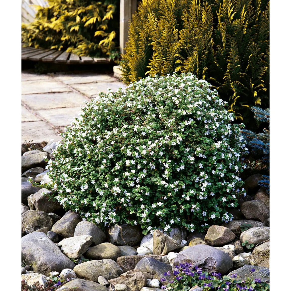 PlantiflorSchneeflockenblume T13