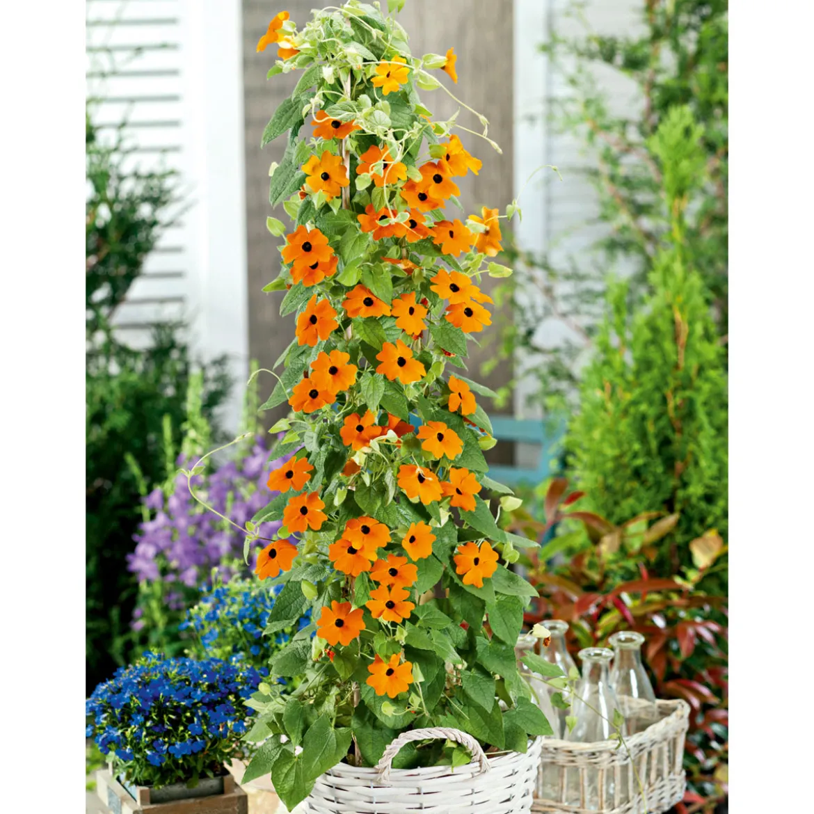 PlantiflorSchwarzäugige Susanne Topf Durchmesser 12 cm
