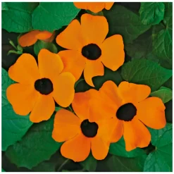PlantiflorSchwarzäugige Susanne Topf Durchmesser 12 cm