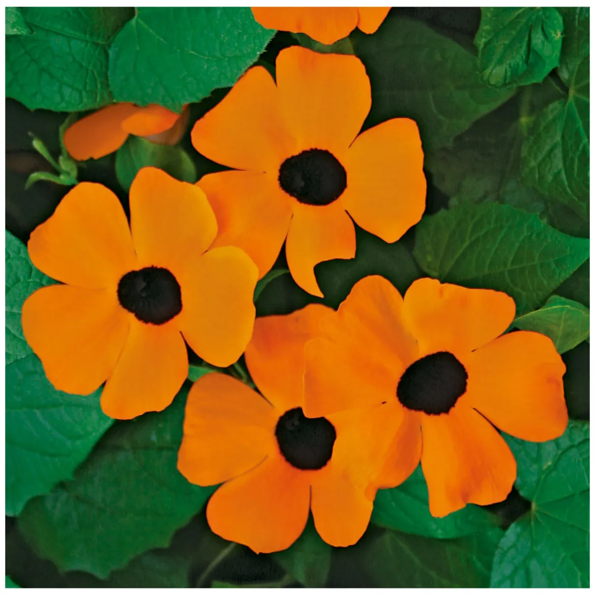 PlantiflorSchwarzäugige Susanne Topf Durchmesser 12 cm