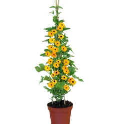 PlantiflorSchwarzäugige Susanne Topf Durchmesser 12 cm