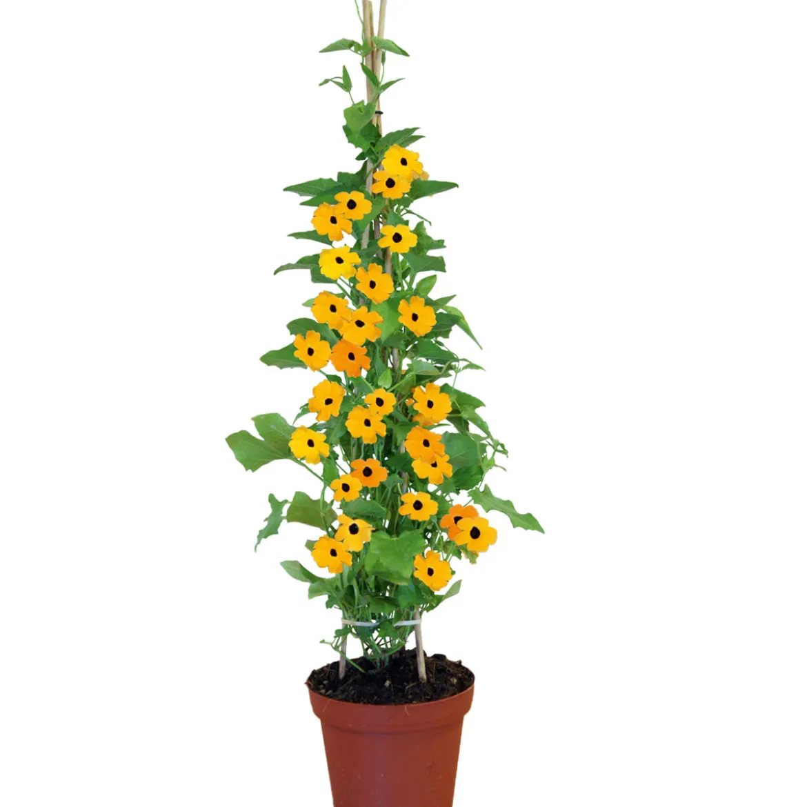 PlantiflorSchwarzäugige Susanne Topf Durchmesser 12 cm