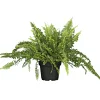 PlantiflorSchwertfarn 35-40 cm T12/13