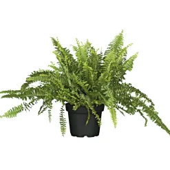 PlantiflorSchwertfarn 35-40 cm T12/13