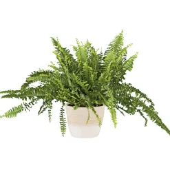 PlantiflorSchwertfarn 35-40 cm T12/13