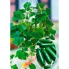 PlantiflorSnackgurke, Topf Ø 12 cm