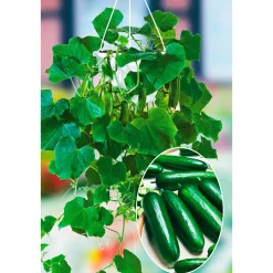 PlantiflorSnackgurke, Topf Ø 12 cm