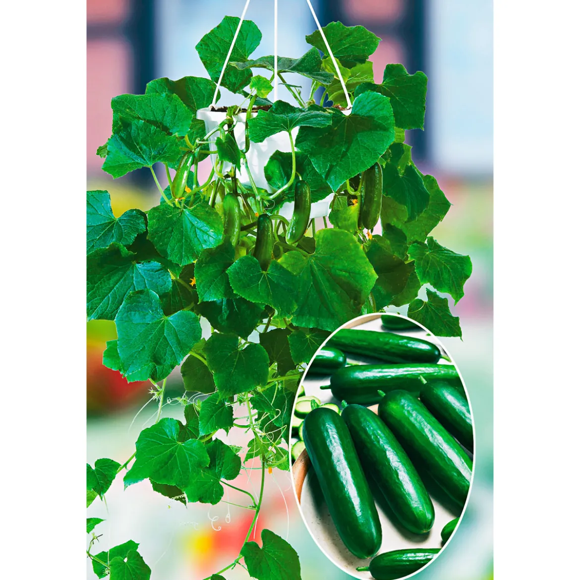 PlantiflorSnackgurke, Topf Ø 12 cm